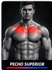 Anatomía: Pecho superior